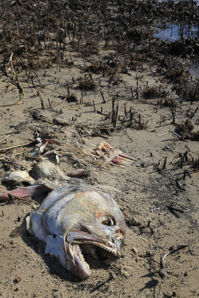 Dead fish and oiled marsh grass, Blood Beach, Ocean Springs, Mississippi.