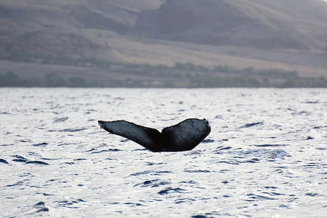 The Navy's Sea Lions Love Video Games > United States Navy > News Stories