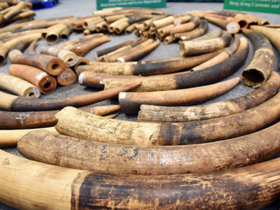Over 7,200 kilograms of elephant ivory tusks seized by Hong Kong Customs are displayed at a news conference at the Kwai Chung Customhouse Cargo Examination Compound on July 6, 2017, in Hong Kong.
