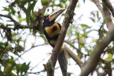 A collared aracari in Mindo, Ecuador.