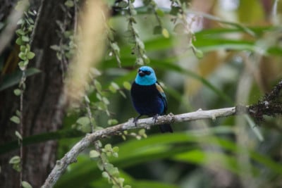 Blue-capped tanager in Mindo, Ecuador.