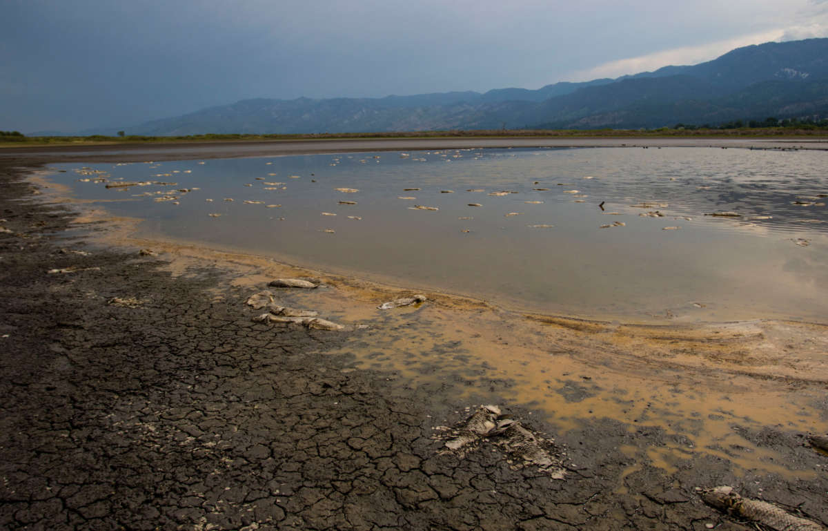 Dead carp rot in the remaining water of a drying Little Washoe Lake. As the drought continues on the west coast, lake levels drop and are no longer capable of sustaining fish.