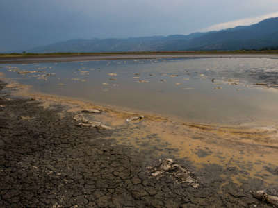Dead carp rot in the remaining water of a drying Little Washoe Lake. As the drought continues on the west coast, lake levels drop and are no longer capable of sustaining fish.