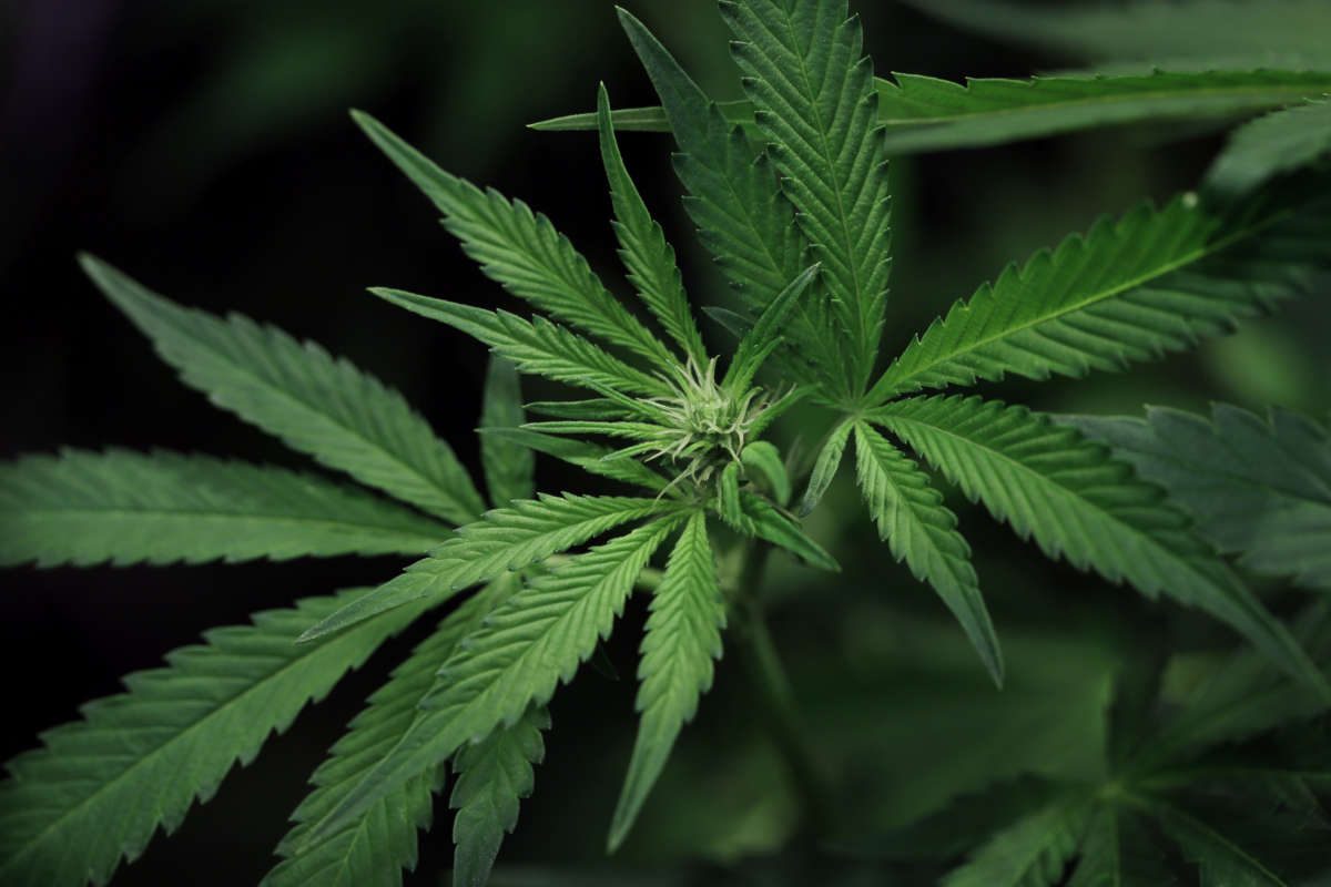 Marijuana plants in a grow room at Canna Provisions in Sheffield, Massachusetts, on February 13, 2021.