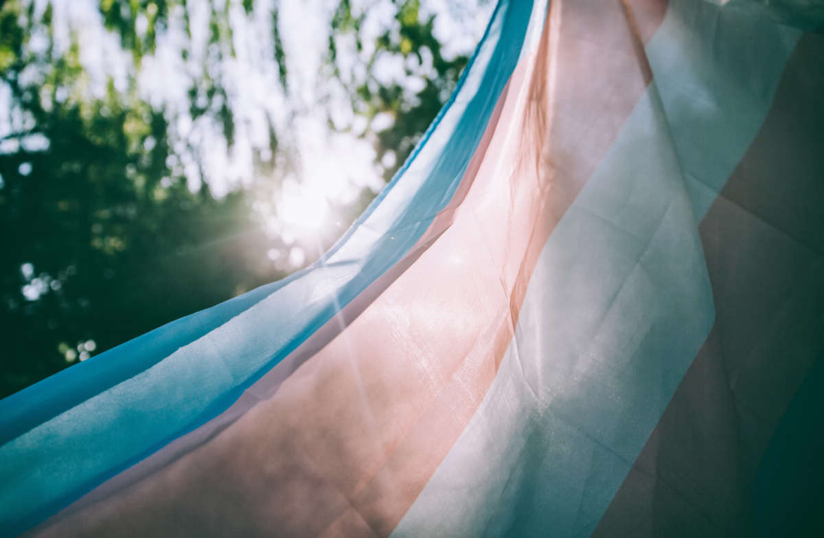 Transgender flag in front of sun and trees