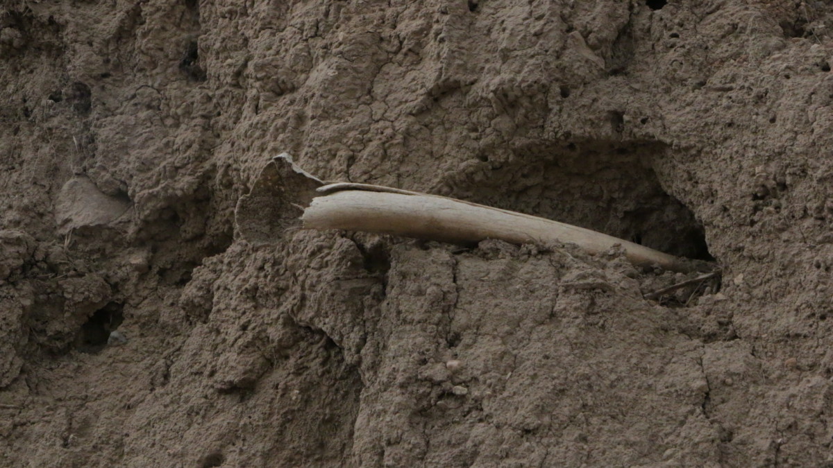 Exposed Femur in dirt