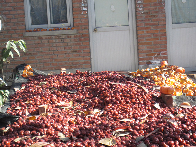 Dates drying in the sun, Persimmon Village. (Photo: Evaggelos Vallianatos)