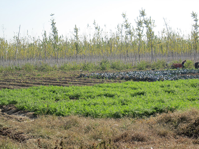 Farm, Horticultural village. (Photo: Evaggelos Vallianatos)