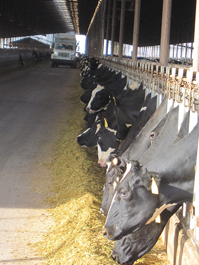 Animal farm, California. (Photo: Evaggelos Vallianatos)