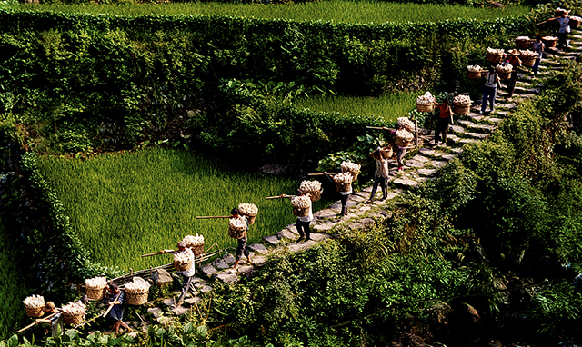  Chinese peasants at work. (Photo: Center for China Rural Civilization Studies, Beijing, China)