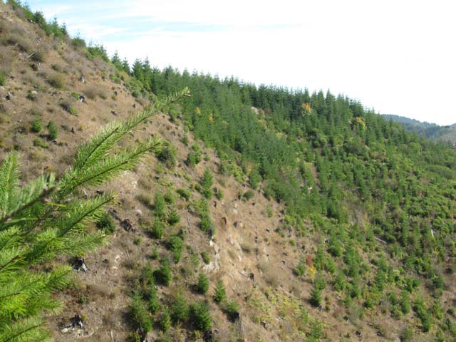 Clearcut, Highway 36 Corridor, western Lane County, Oregon. (Photo: Evaggelos Vallianatos)