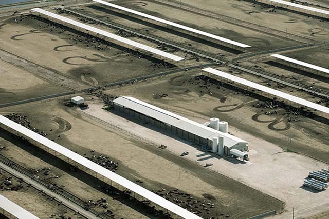 Aurora Dairy in Stratford, Texas. On the randomly selected day of The Cornucopia Institute's flyover approximately 98% of their cattle were confined to massive feedlots.