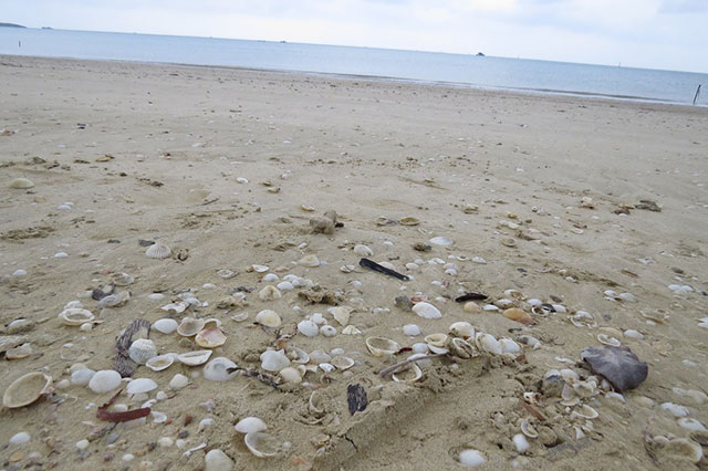 The sea shells. (Photo: Courtesy of Hakim)