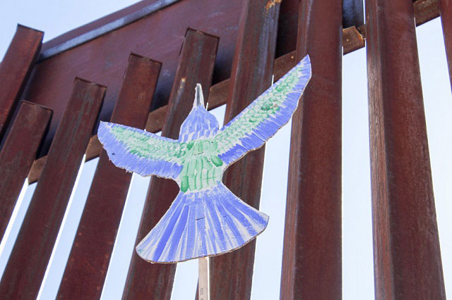 A puppetista hummingbird crosses through the border fence. (Photo: Gus Bova)