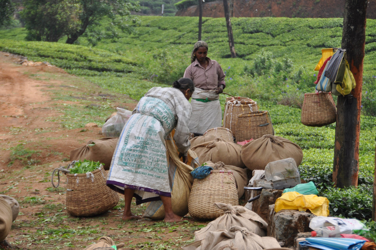 Tea pickers tie up sacks of fresh tea leaves in Kerala, India.