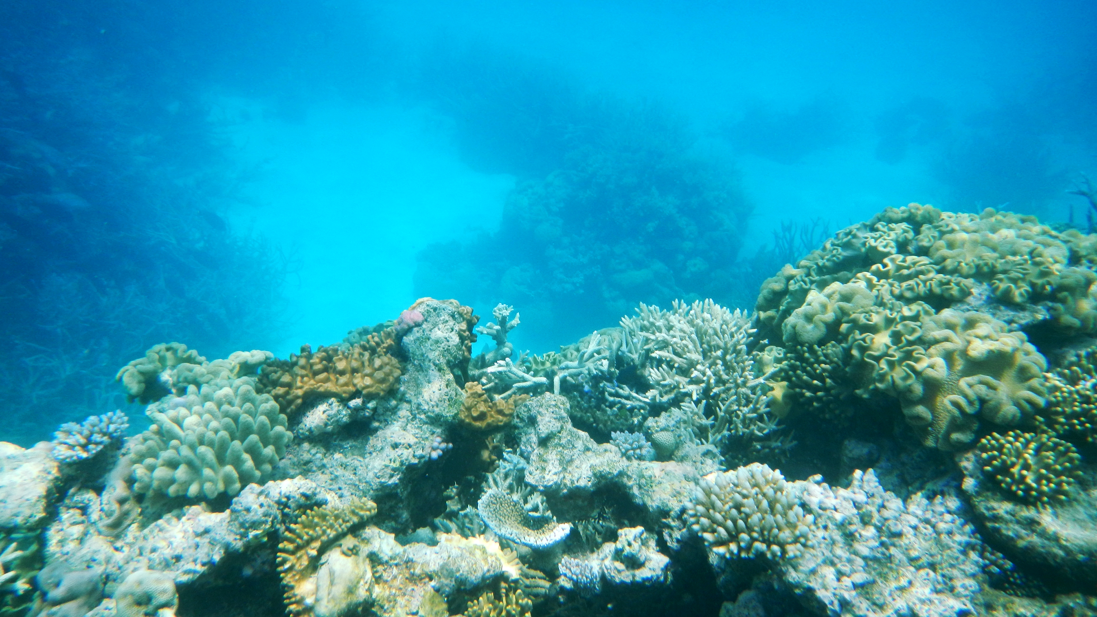 Ocean changes. Риф Агинкорт. Большой Барьерный риф. Подводные фото рифов. Картинка Тбилисского барьерного рифа.