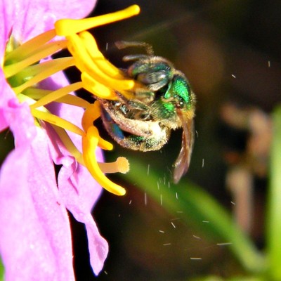 A sweat bee uses 'buzz pollination' to dislodge pollen grains from a flower.