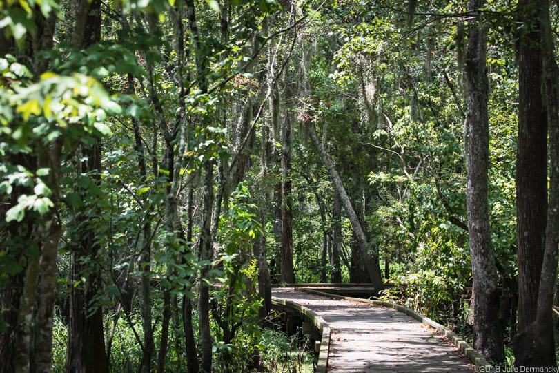 Bald cypress trees along a path in the Joyce Wildlife Management Area near Manchac.