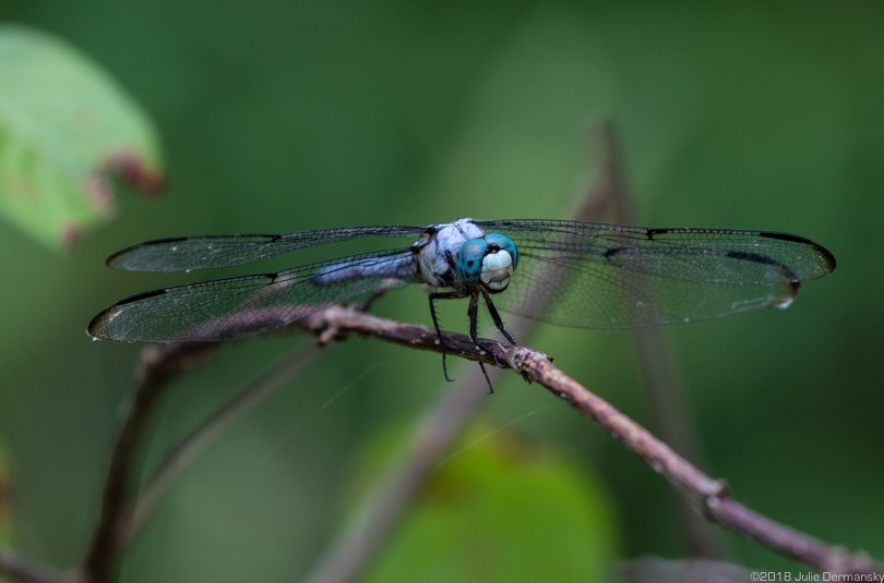A dragonfly at the Joyce Wildlife Management Area.