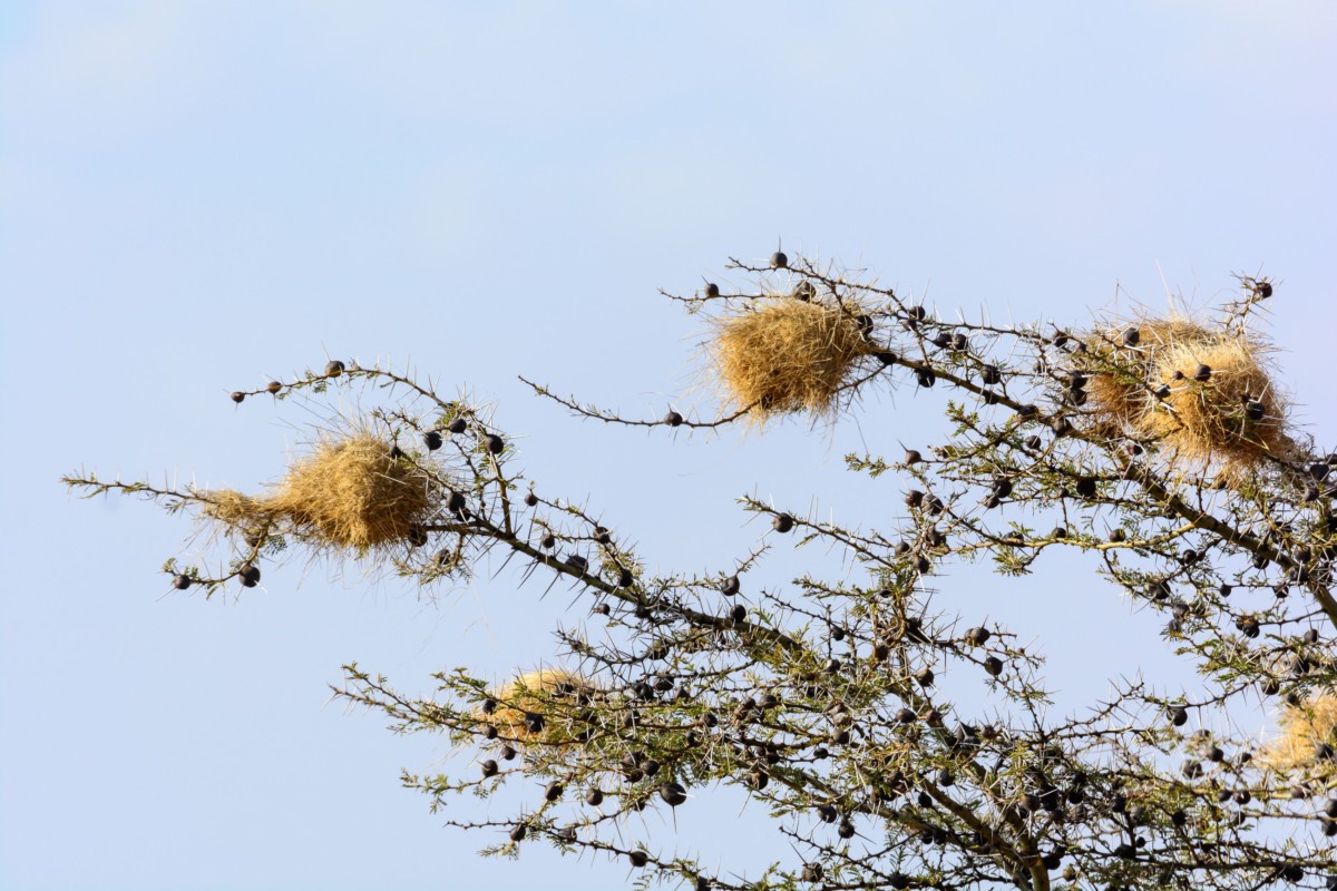 A Whistling Thorn Acacia at the Satao Elerai Conservancy, near Amboseli National Park, Kenya.