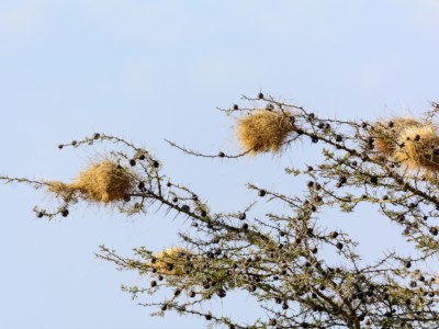 A Whistling Thorn Acacia at the Satao Elerai Conservancy, near Amboseli National Park, Kenya.