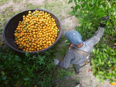 A guest worker on an H-2A visa picks oranges for Sorrells Brothers Packing Co., Inc. July 13, 2006, in Arcadia, Florida.