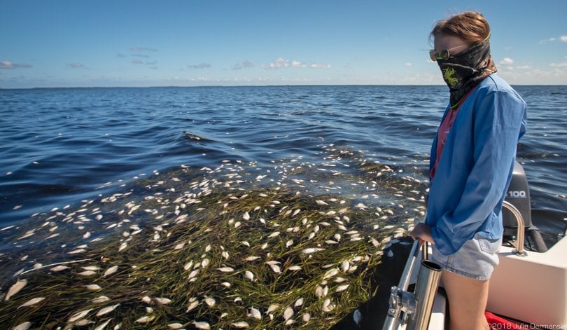 achael Pyle, who recently moved to Florida, looking out over a fish kill that stretched for miles off North Captiva Island.