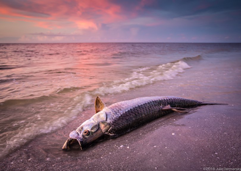 Dead tarpon on Sanibel Island’s beach.