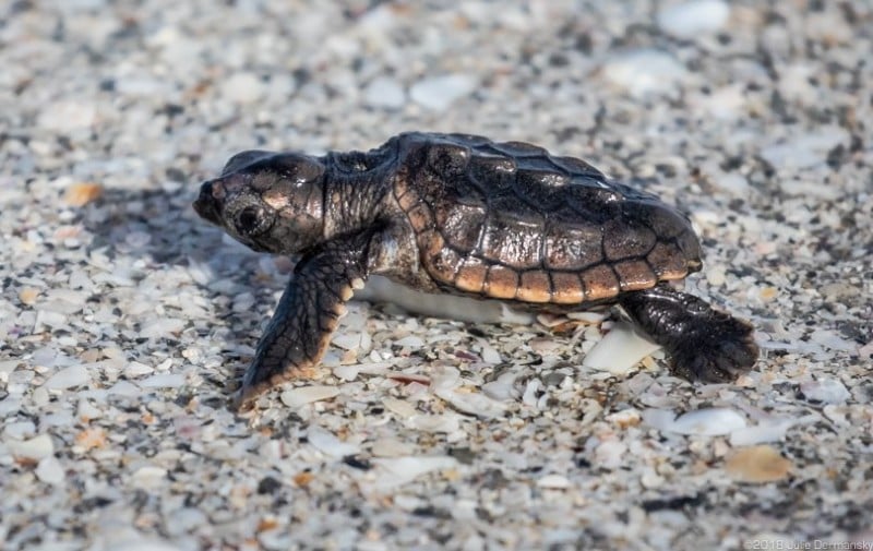 Supercharged by Pollution, Florida’s Toxic Algae Crisis Continues ...