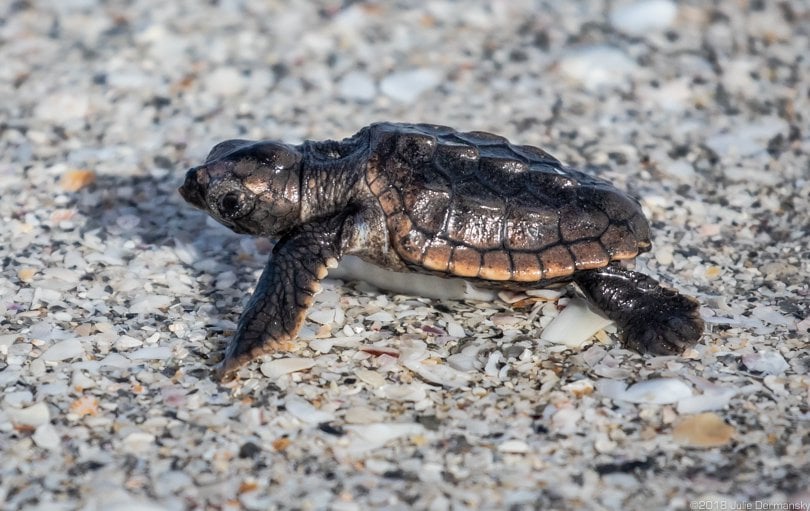 Sea turtle hatchling that Sloan helped on its way into the Gulf of Mexico.