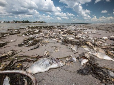 Fish kill on South Lido Beach, Florida.