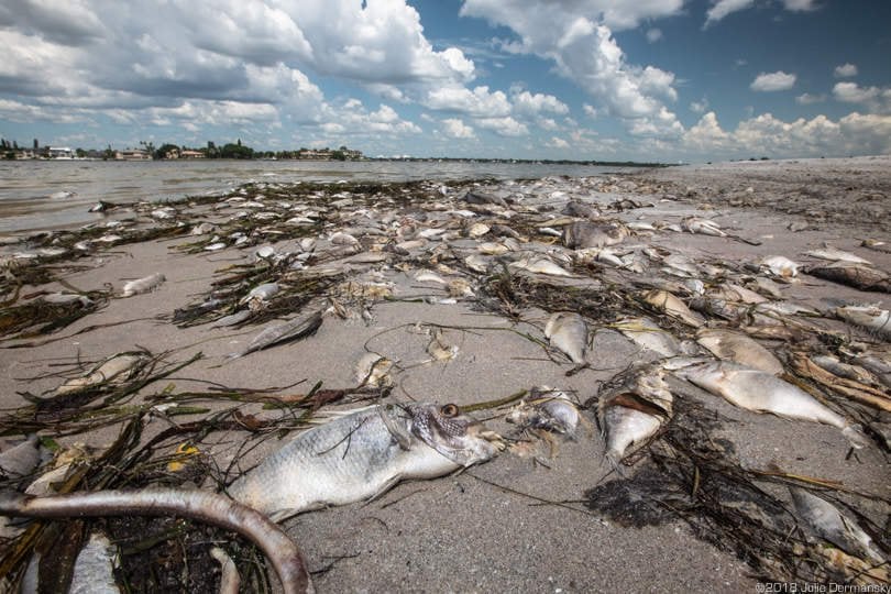 Fish kill on South Lido Beach, Florida.