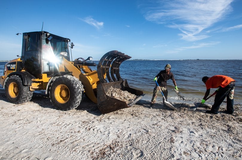 Temporary workers raking dead fish off the beach on Sanibel Island.