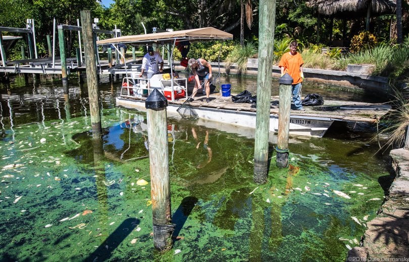 Temporary workers make $12.50 an hour, cleaning up a fish kill in a canal on Sanibel Island caused by cyanobacteria.