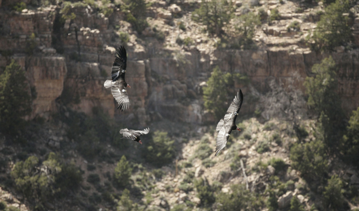 California Condors glides in the Grand Canyon National Park. The condors have been successful brought back from near extinction, thanks to the Endangered Species Act.