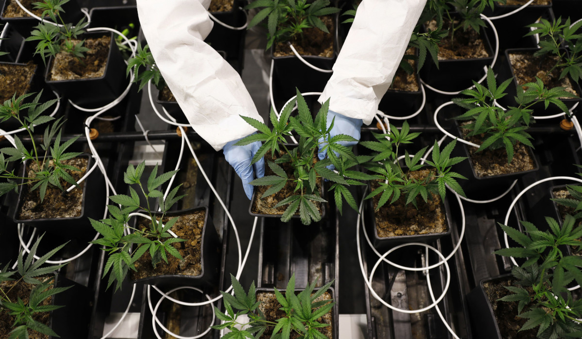 An employee arranges potted cannabis mother plants inside the greenhouse facility