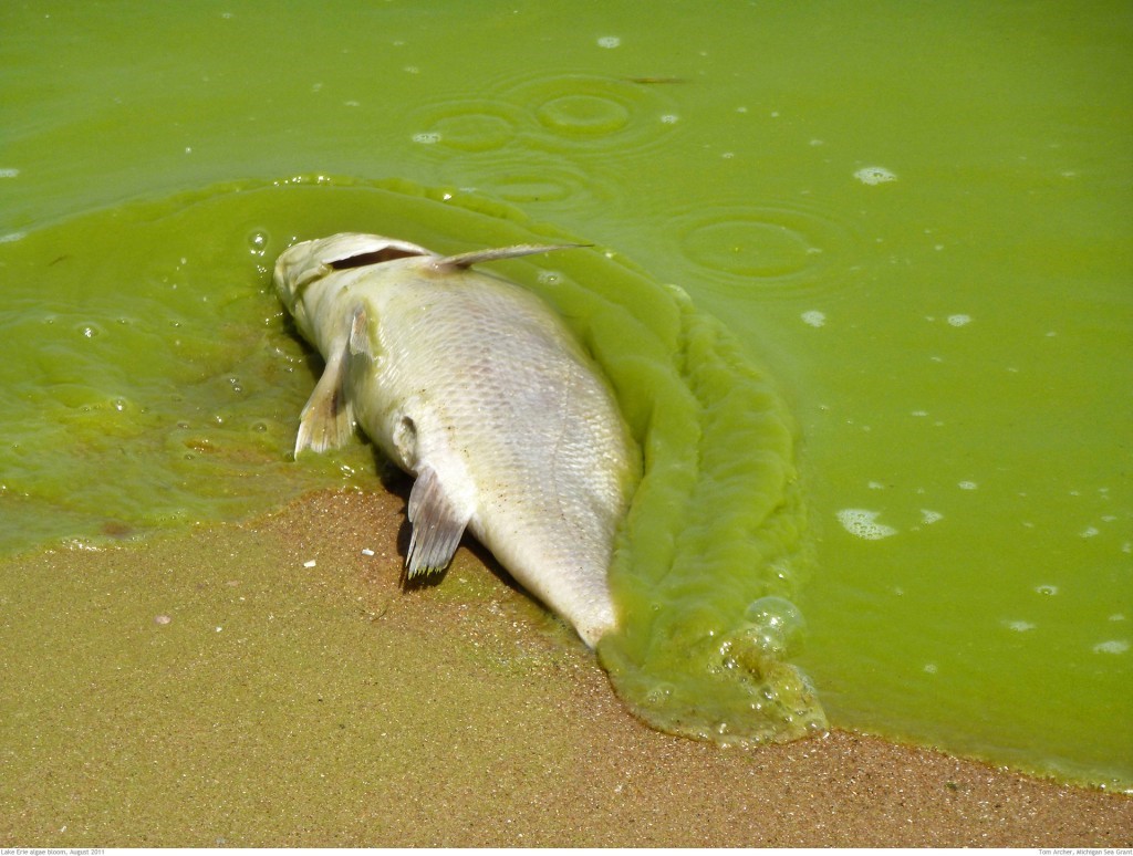 Algal blooms are harmful to ecosystems because the blooming organisms contain toxins, noxious chemicals or pathogens. They also suck up all the oxygen, killing fish and other marine life. 