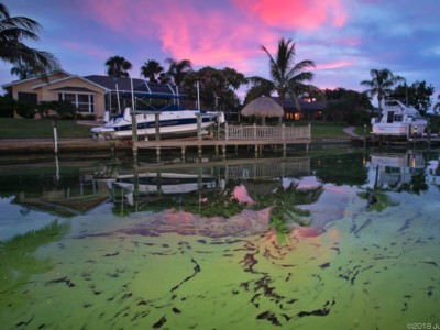 Sunset over a canal in Cape Coral, Florida, filled with cyanobacteria, or blue-green algae.