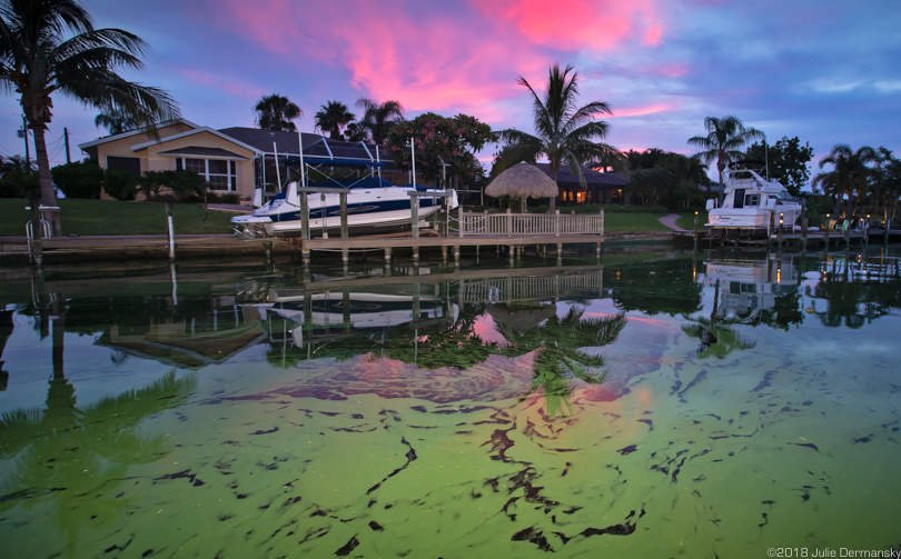 Sunset over a canal in Cape Coral, Florida, filled with cyanobacteria, or blue-green algae.