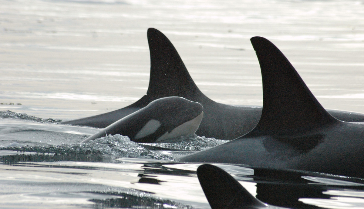 If the orcas are to be saved, immediate large-scale efforts must be taken.
