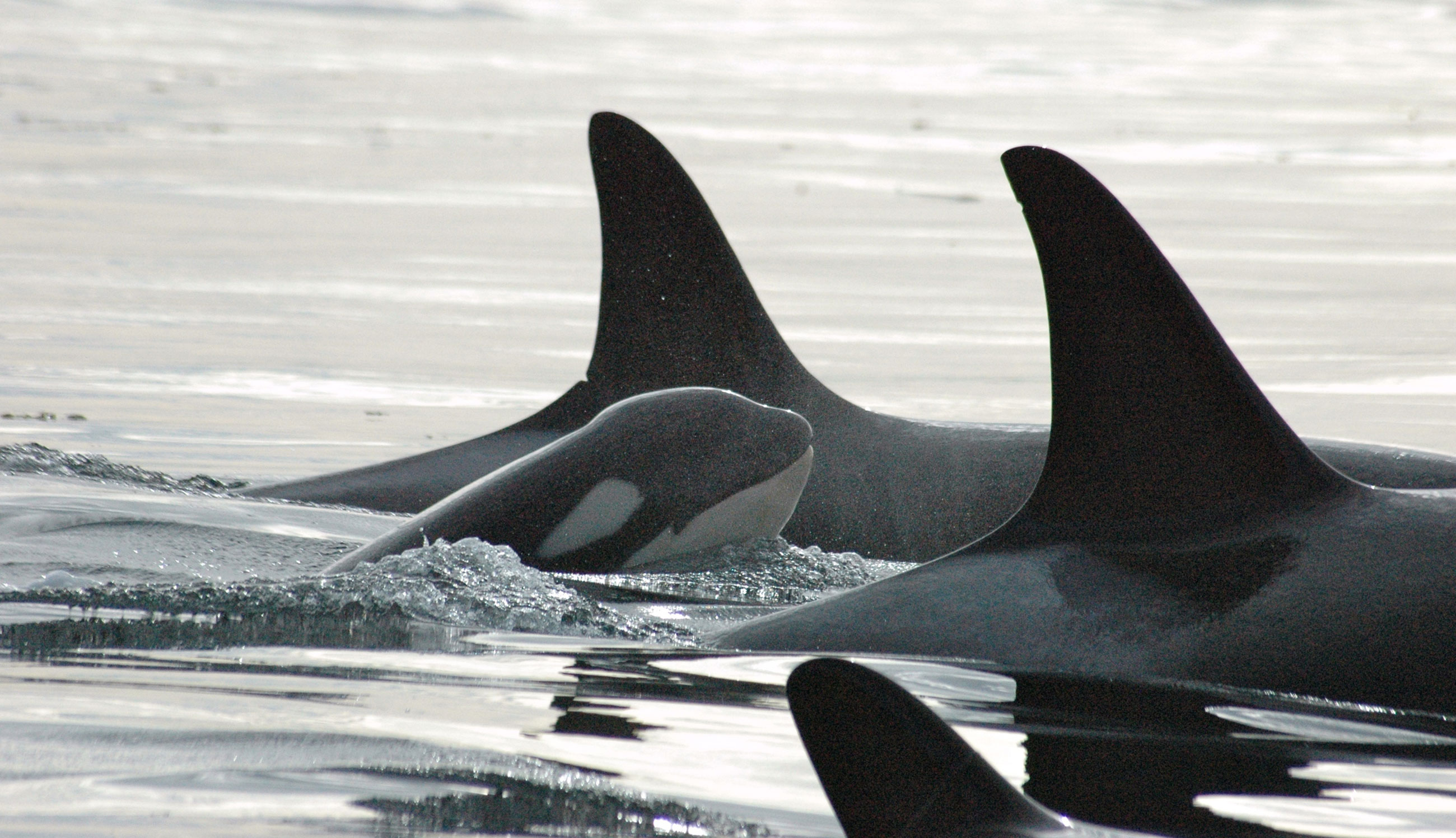 Orca research extends lower into food chain