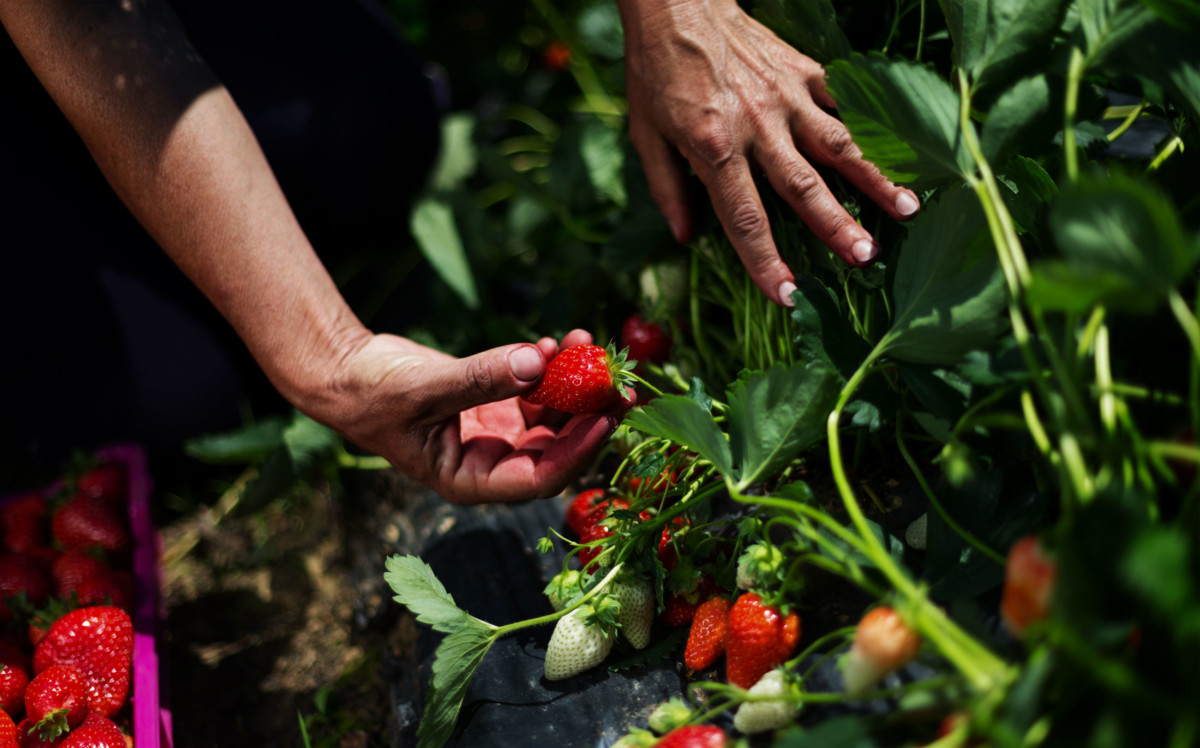 Man picks strawberries