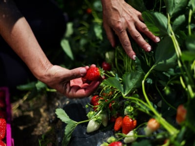 Man picks strawberries