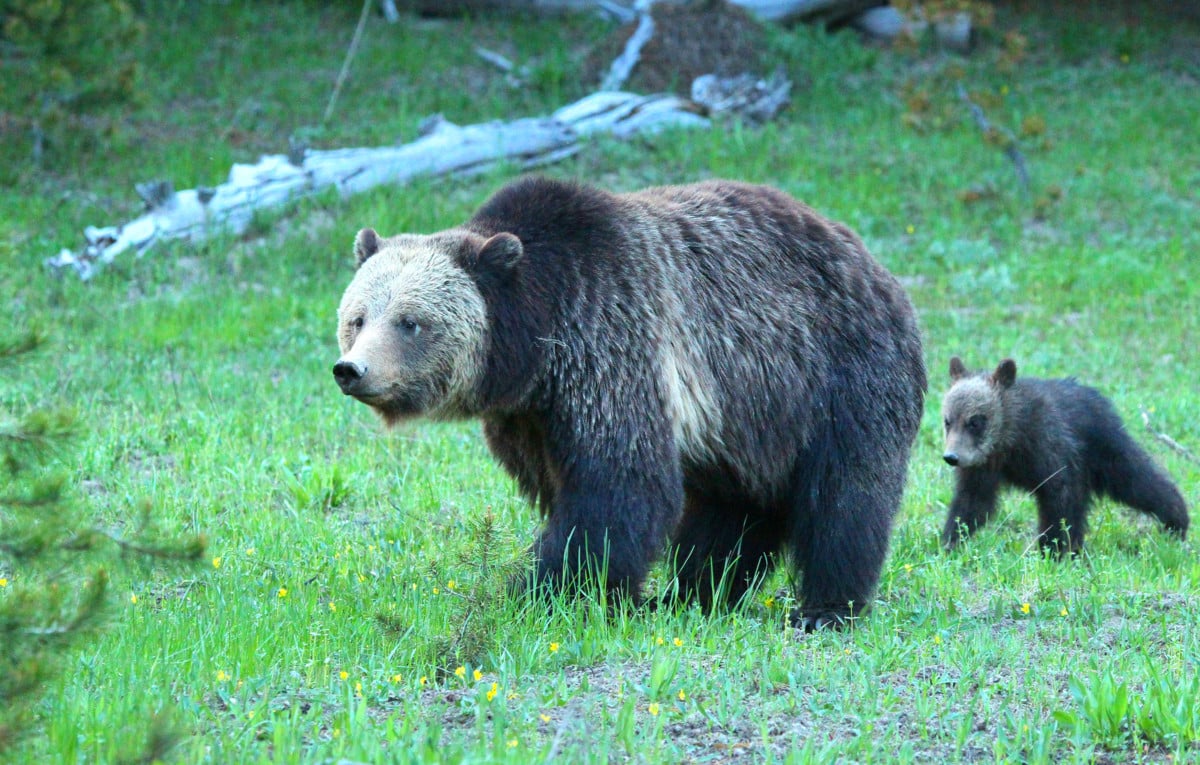 A mother grizzly and her cub walk through a meadow in Yellowstone National Park.