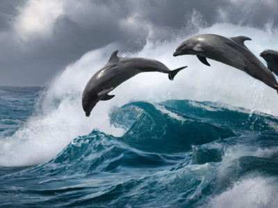 When a dolphin species becomes extinct, we lose not only a beautiful animal but also a society and its culture.