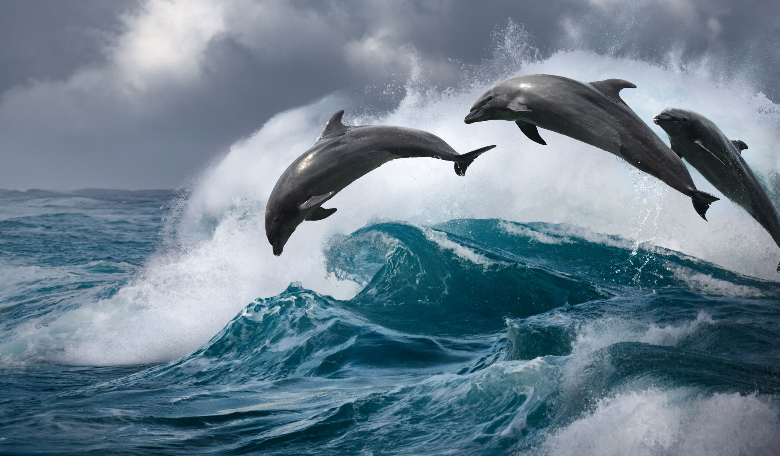 Дельфины на волне