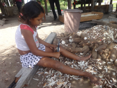 A girl helps her family peeling cassava in Acará, in the northeast of Brazil's Amazon jungle. More than five million children are chronically malnourished in Latin America, a region sliding backwards with respect to the goal of eradicating hunger and extreme poverty, while obesity, which affects seven million children, is on the rise.