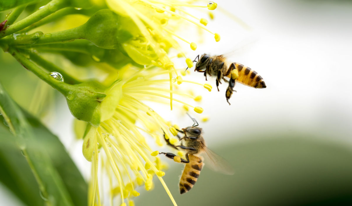 A recent study has linked the pesticide to reduced bumblebee reproduction.