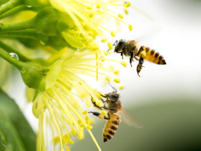 A recent study has linked the pesticide to reduced bumblebee reproduction.