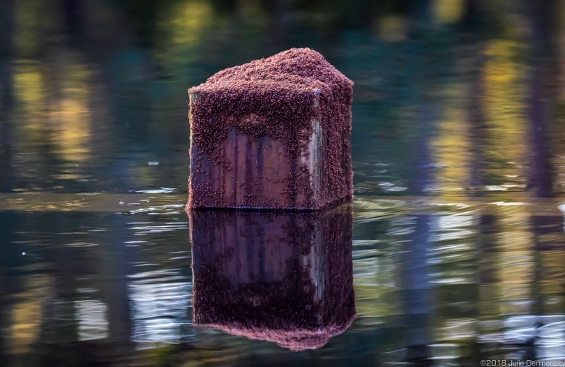 Fire ants on a post in Florence’s floodwaters.